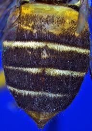   Apis nuluensis  metasoma with four conspicuous whitish tomenta, photo: A.H. Smith-Pardo 
